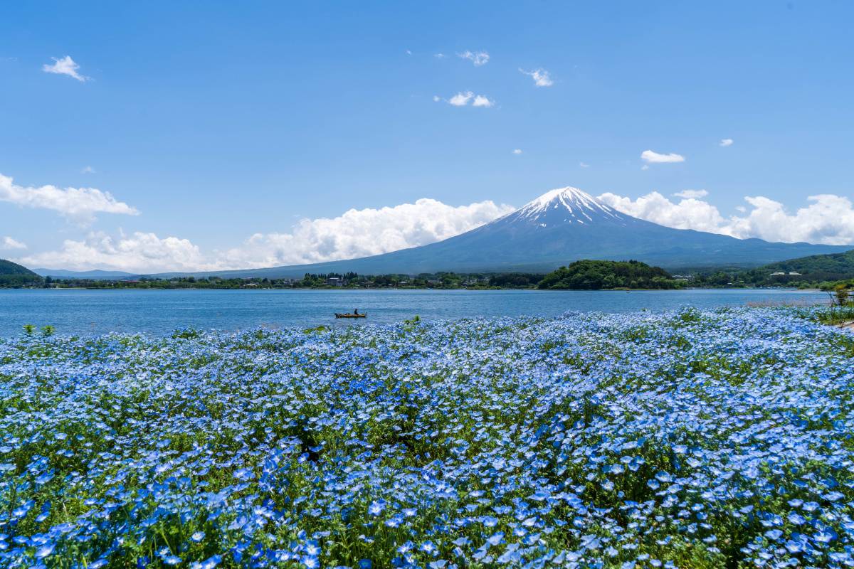 富士山と咲き誇るネモフィラ