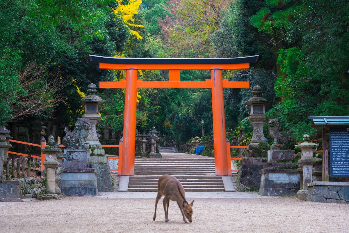 春日大社の鳥居と鹿