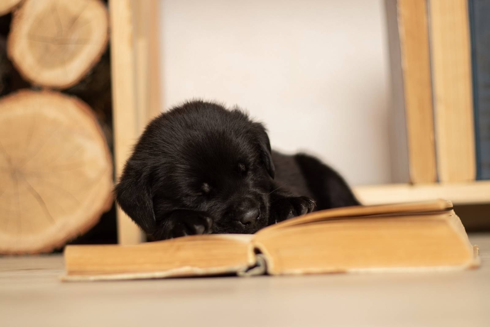 本と犬