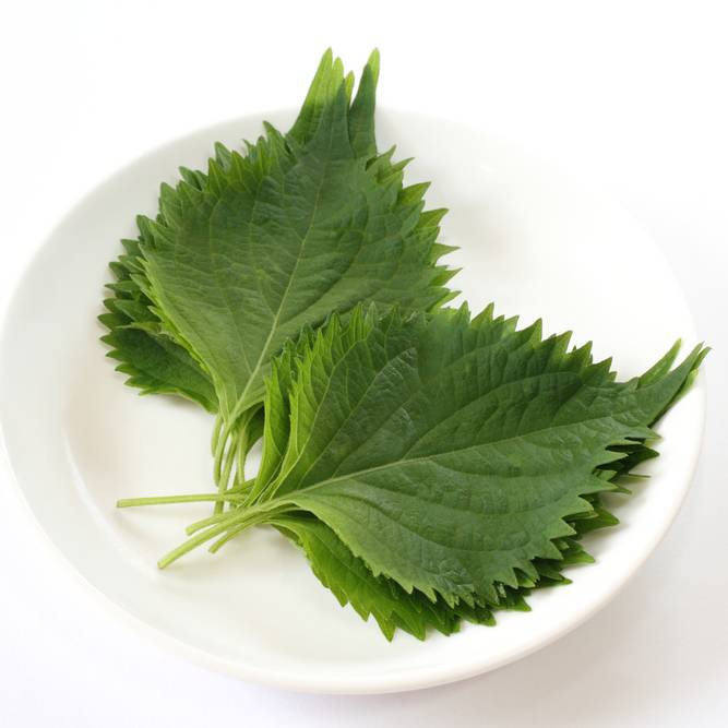 大葉 ささみ で作るおつまみレシピおすすめ5選 簡単 美味しい 4meee 大葉 ささみ で作るおつまみレシピおすすめ5選 簡単 美味しい 4meee