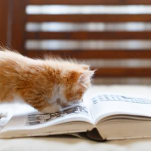 正答率低い「坤」の読み方知ってる？正解見たら予想の斜め上だった。【読めたらスゴい漢字】