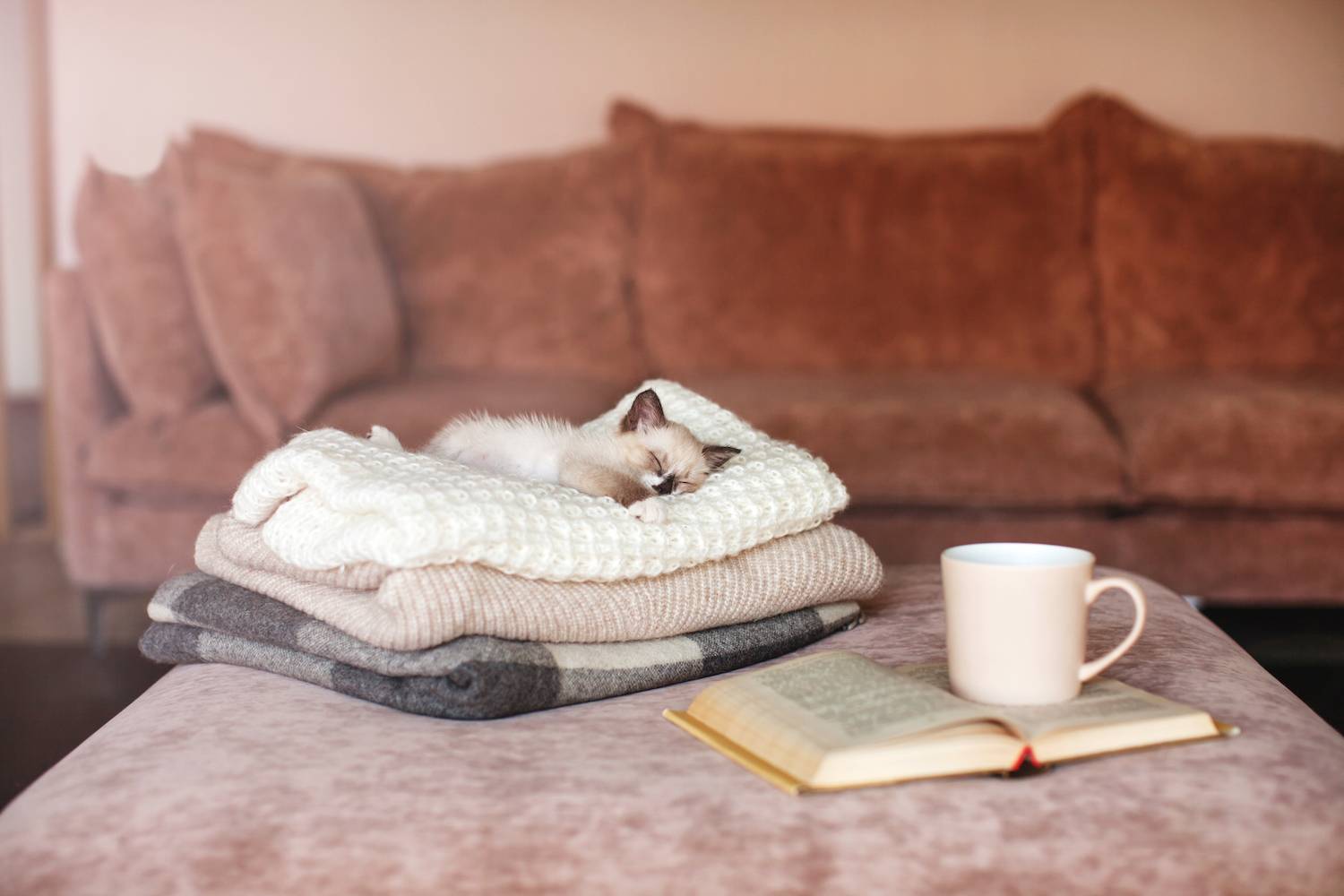 服の上で寝る猫と、本とコーヒー