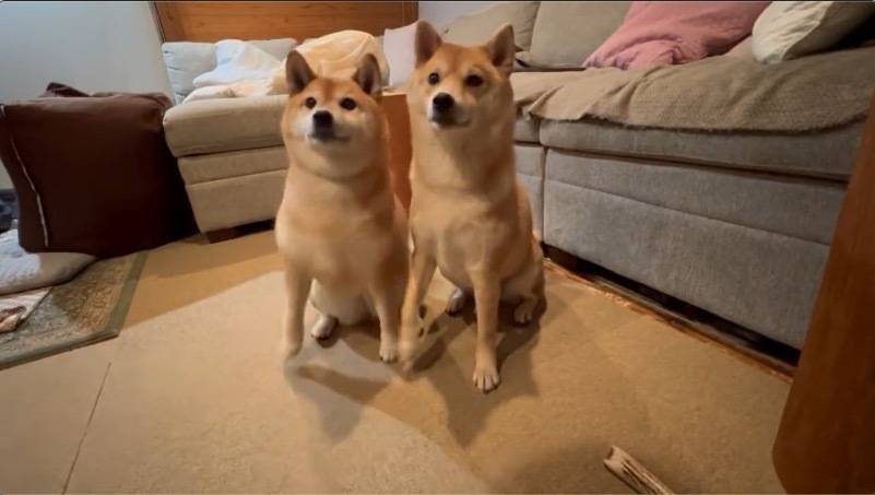 柴犬のゆずちゃんと豆柴のぽんずちゃん