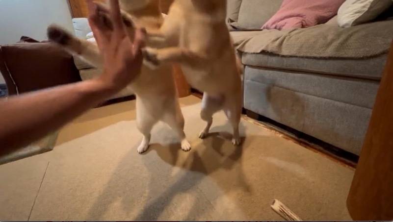柴犬のゆずちゃんと豆柴のぽんずちゃん。