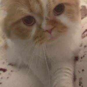 ふみふみが止まらない……！熱烈なおかえりの儀式をする猫ちゃんを激写