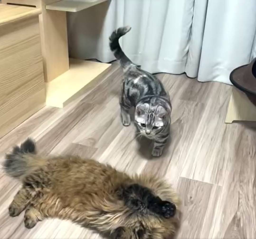 ミヌエットに近づくマンチカン