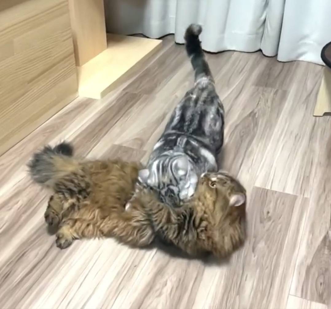 驚いて顔を上げるミヌエット