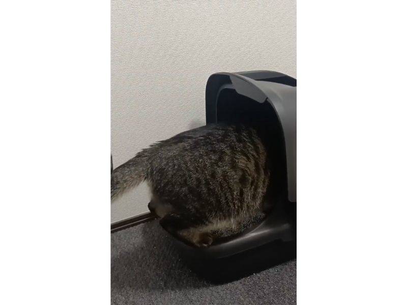 トイレの奥に入る猫