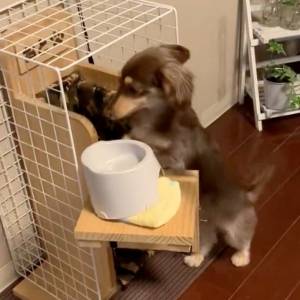 ごはんの時間は嬉しいね♡自分から専用チェアに収まるワンコが可愛い