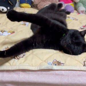 寝ていますよね……？寝相がダイナミックな黒猫さん