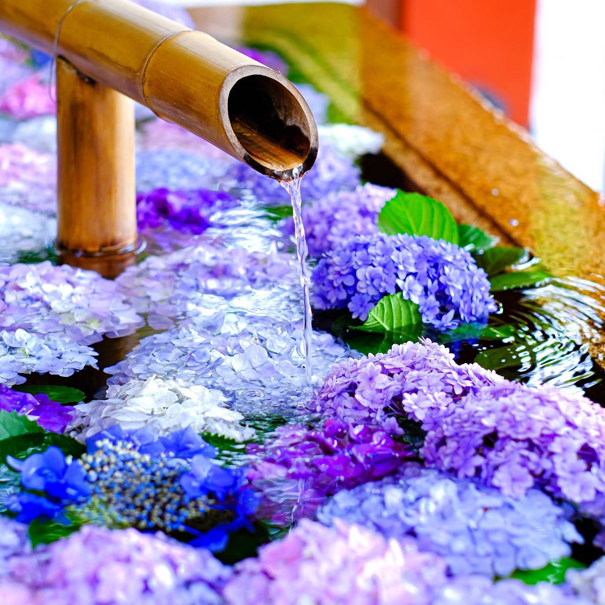 アジサイの花手水
