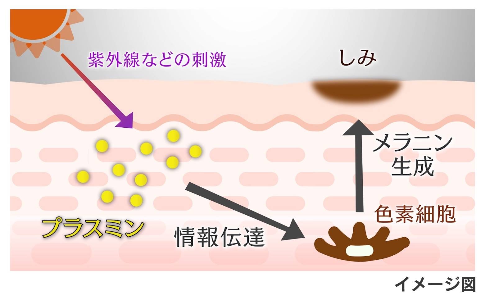 プラスミンとトラネキサム酸のイメージ図