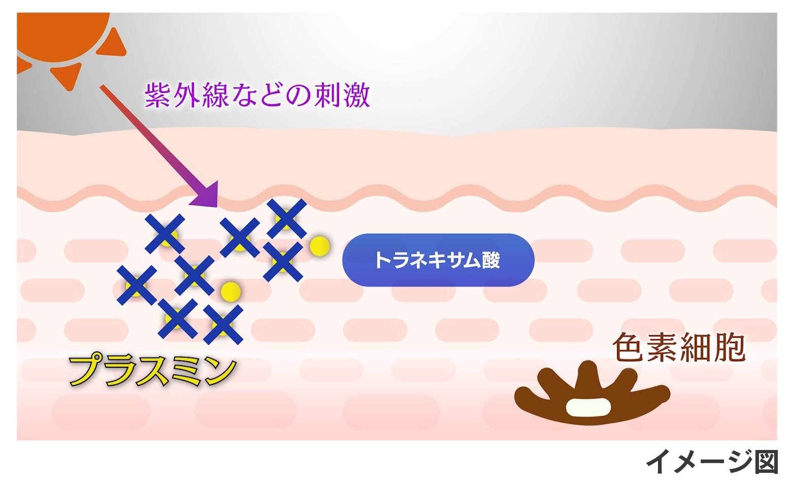 プラスミンとトラネキサム酸のイメージ図