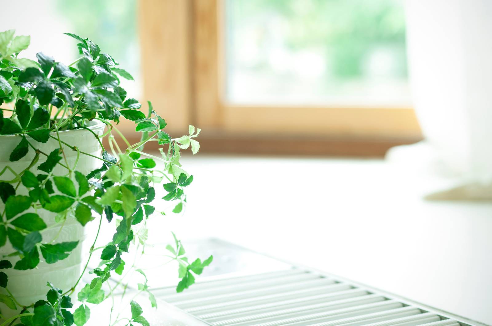 バスルーム　運を引き寄せるアイテム　観葉植物