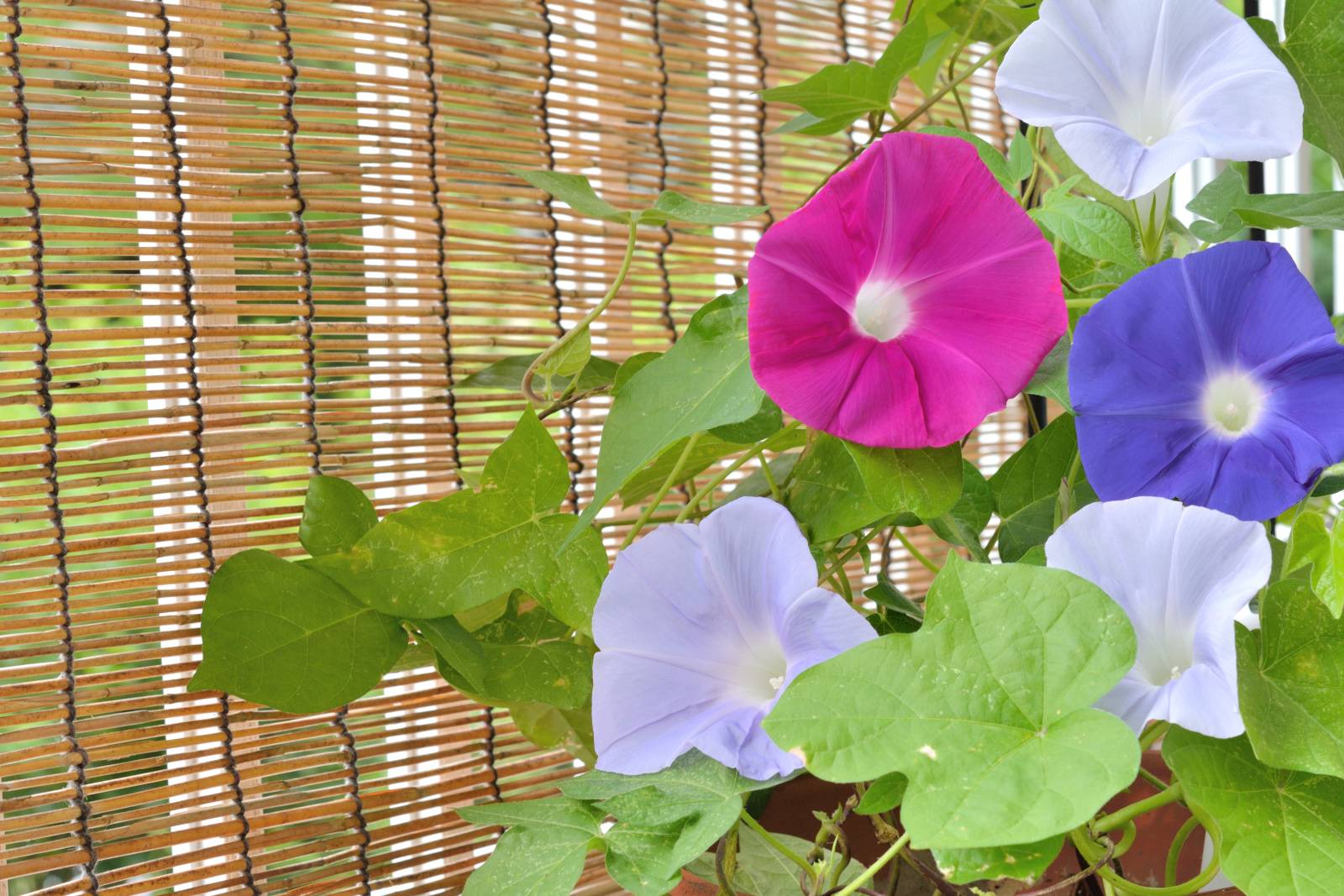 バルコニー　運を引き寄せるアイテム　視界