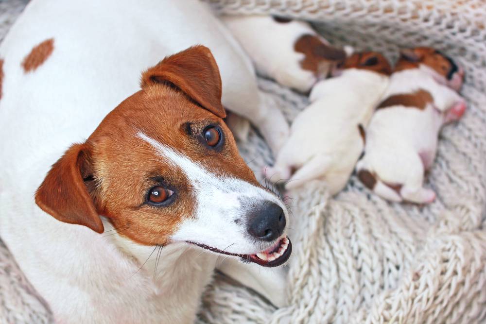 犬