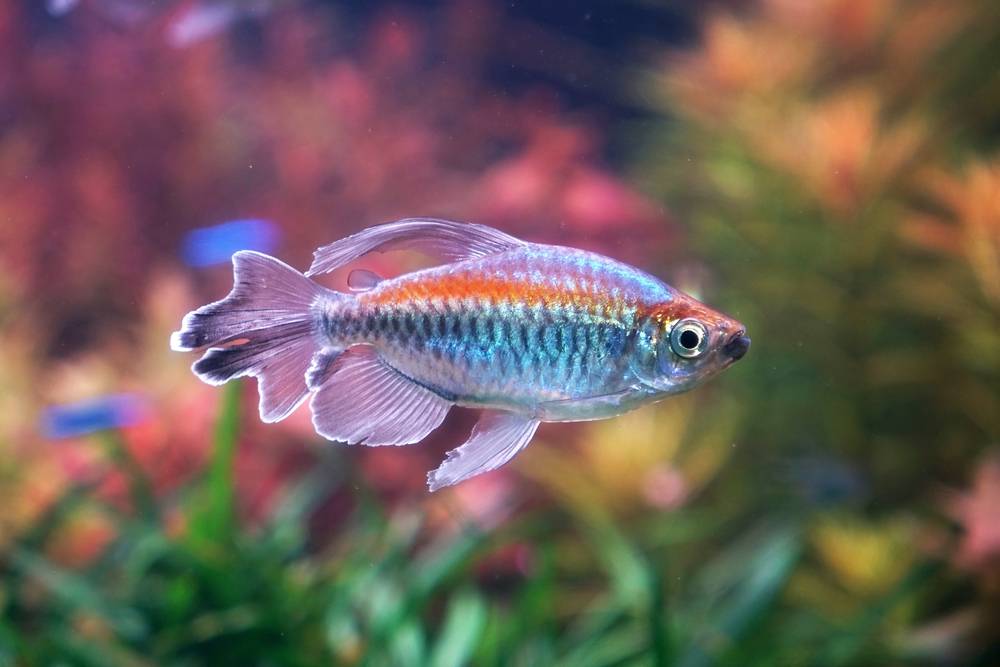 魚