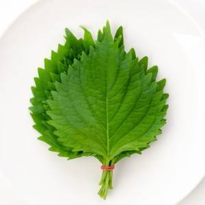 もっと早く知りたかった……。ほぼ5分でできる「大葉」の超簡単レシピ