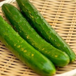何本でもイケちゃいそう……。切って和えるだけの「きゅうり」のレシピ