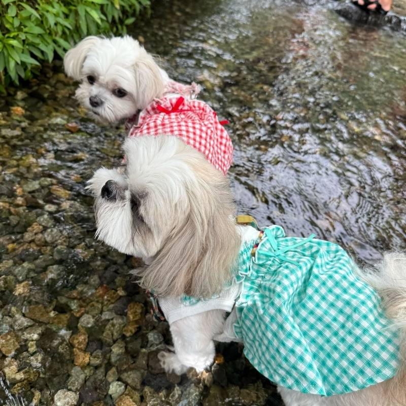 那須塩原で遊ぶ犬