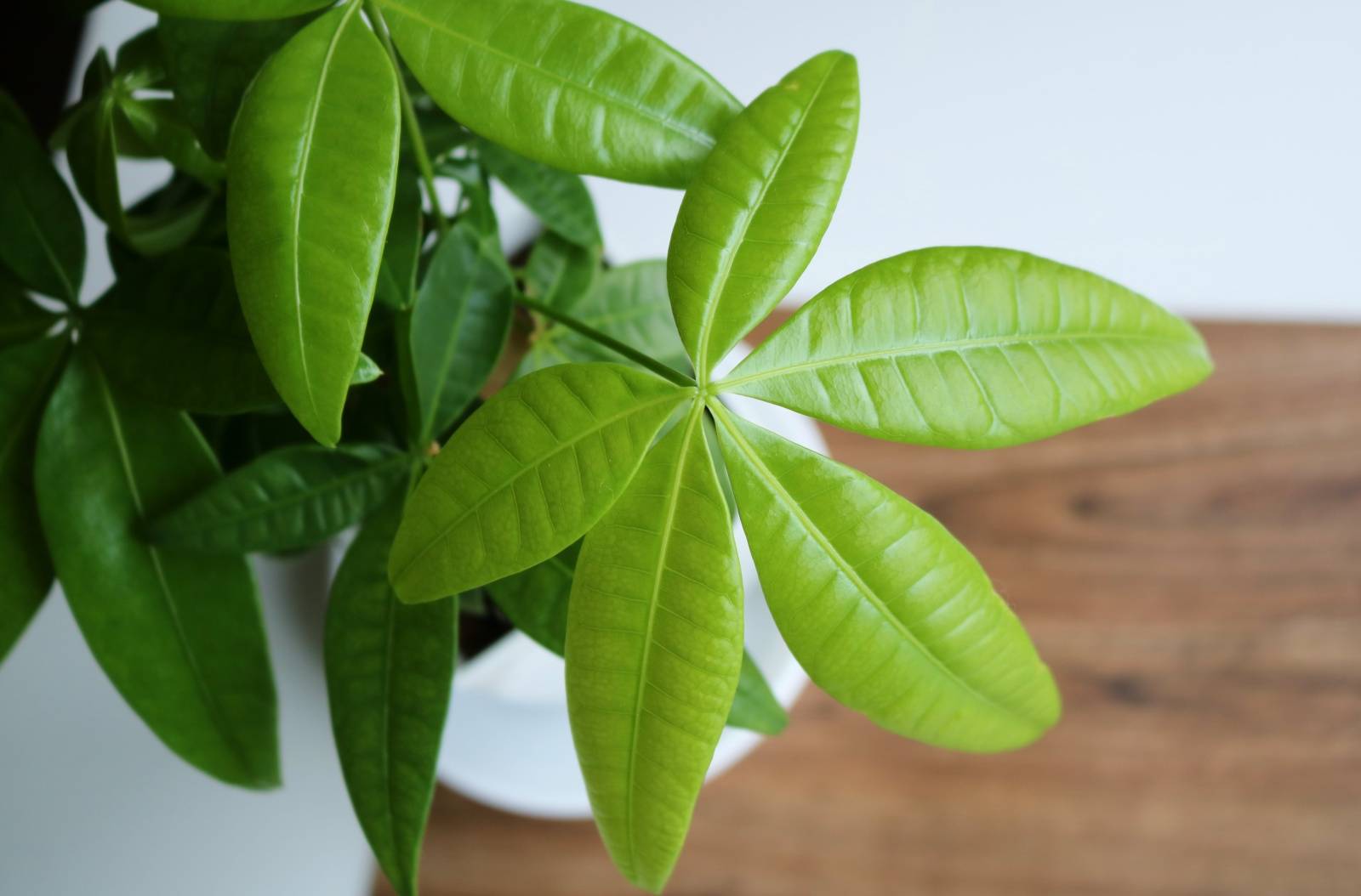 北 魔除け アイテム 観葉植物