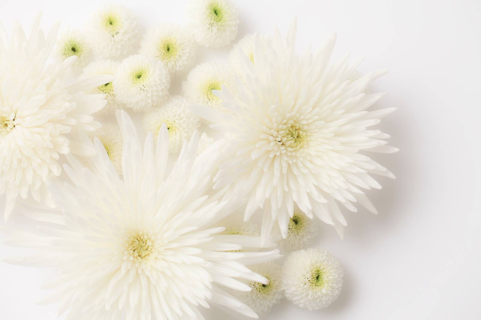 南　魔除け　白い花