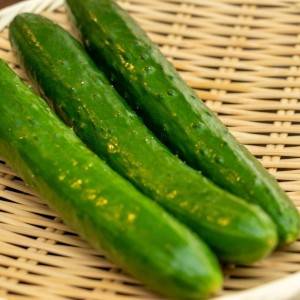  きゅうり 