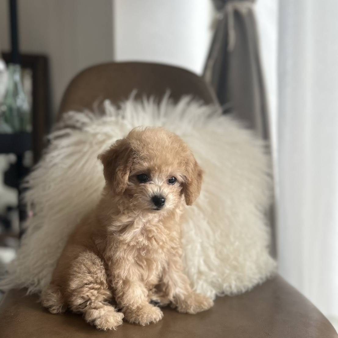 誕生日に新しい家族が増えました♡