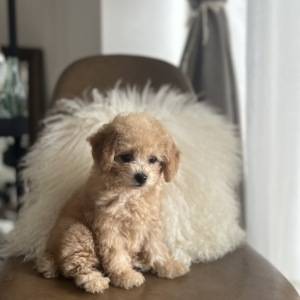 誕生日に新しい家族が増えました♡