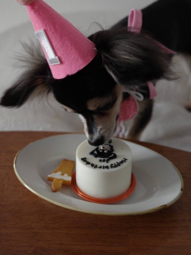 犬用バースデーケーキを食べるうに