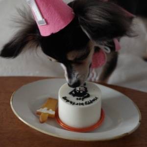 愛犬の誕生日をもっと特別に♡華やか＆安心ケーキでお祝いを……♪