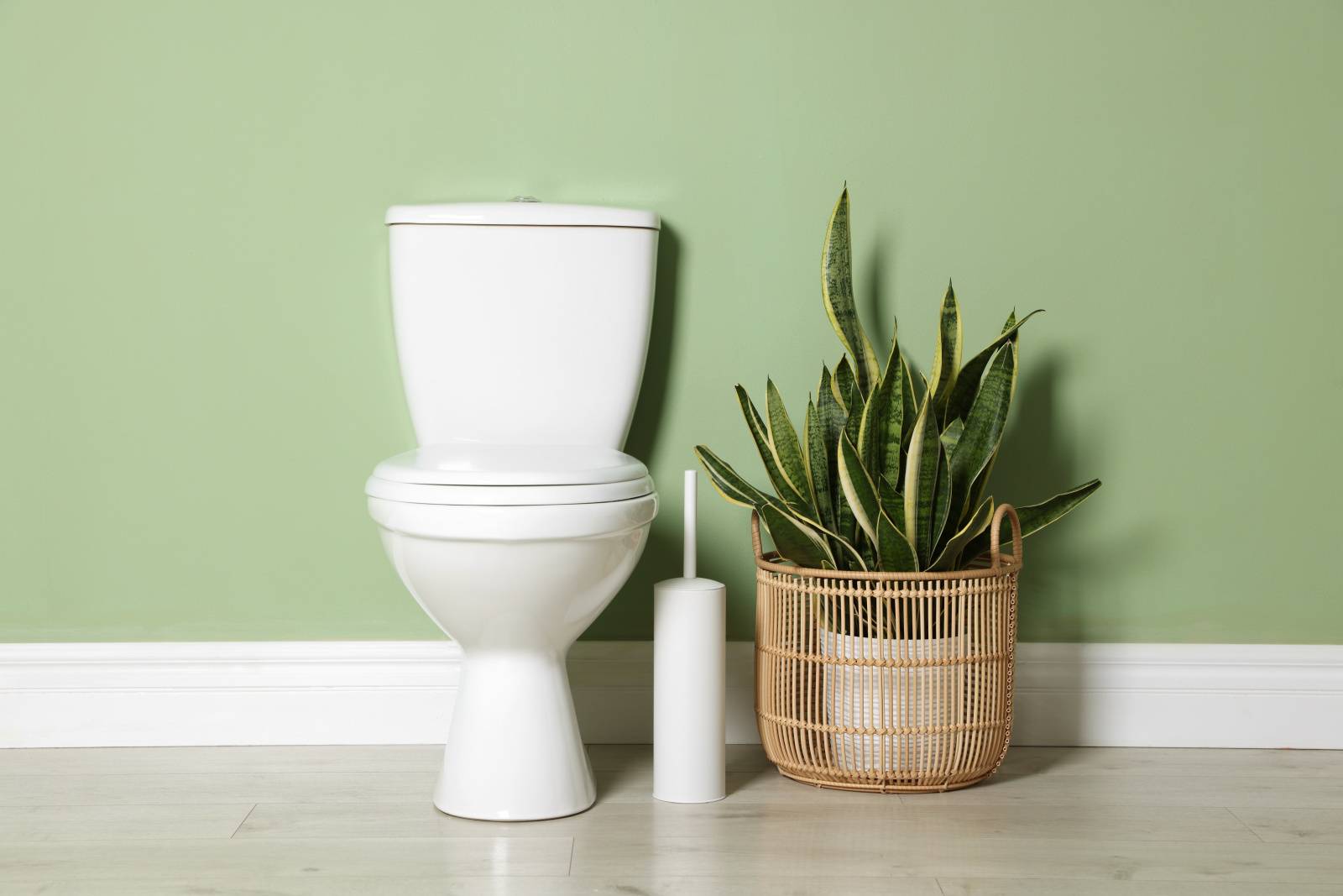 トイレ　幸運　観葉植物