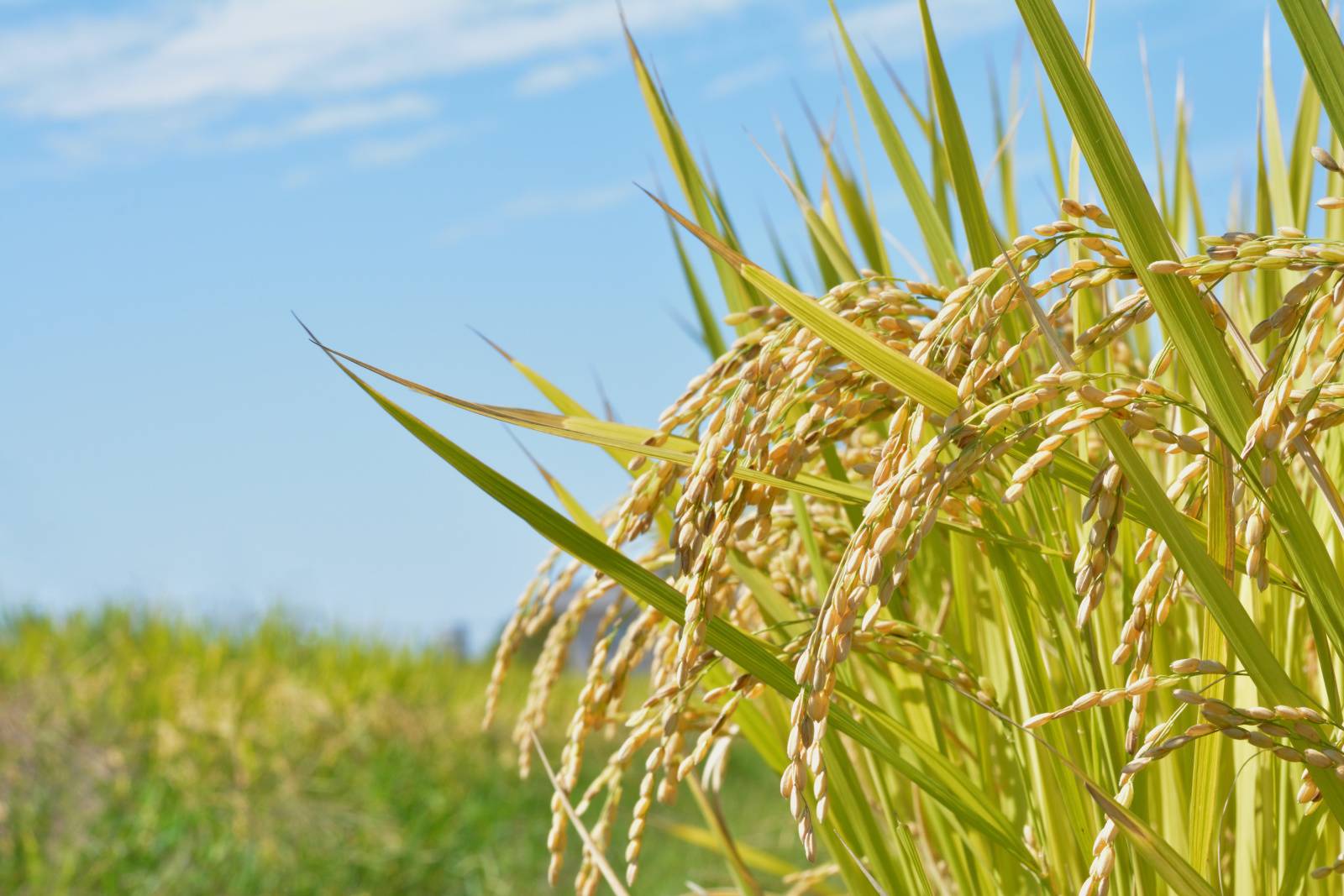 2025年11月13日（木）　開運日