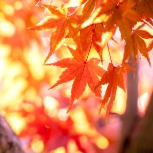 超大吉日【11月10日(月)】がやってくる。運を引き寄せる方法は？