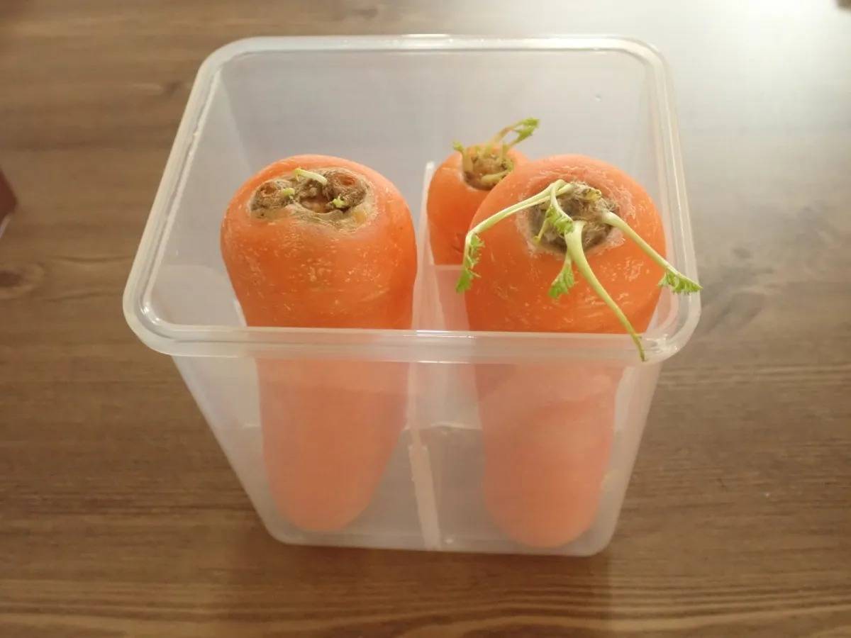 DAISO(ダイソー)：新鮮野菜スタンド