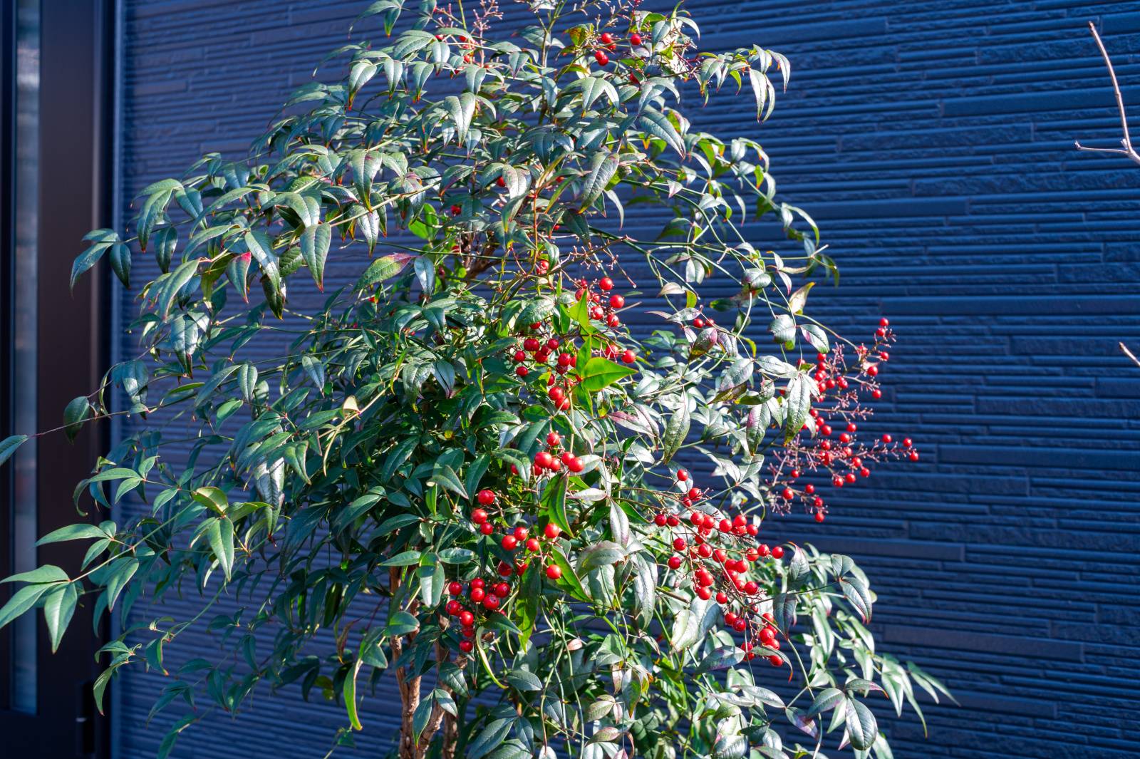 南　厄除け　南天