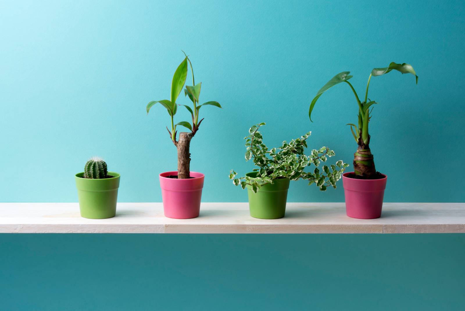 リビング 厄除け 葉がとがった観葉植物