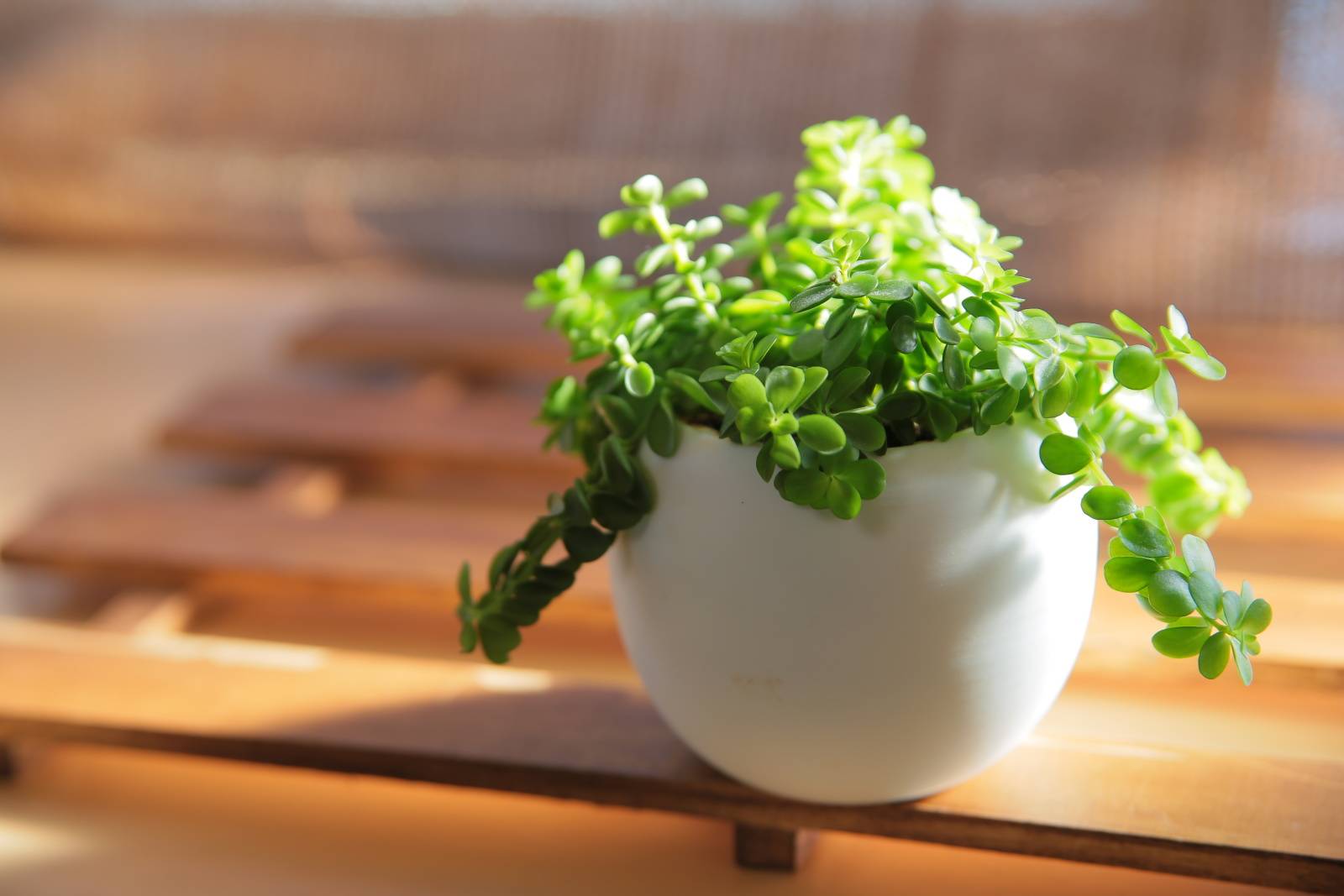 バルコニー　厄除け　すのこ