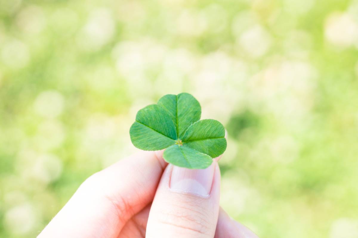 四つ葉のクローバー