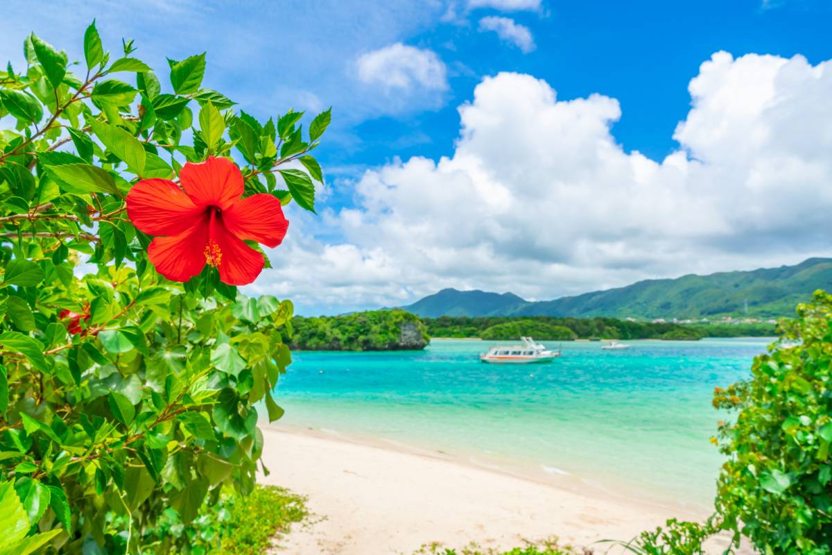 ハイビスカスと川平湾