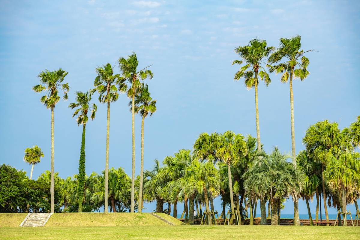 宮崎県のヤシの木
