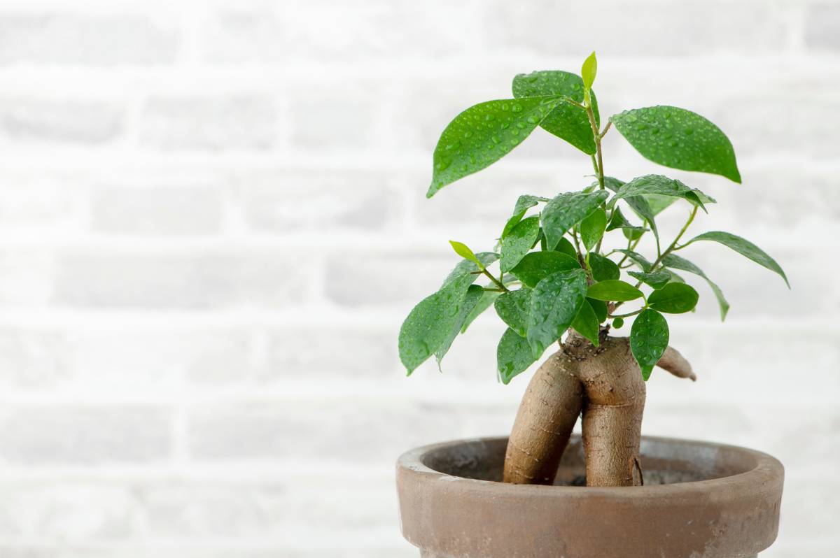 北東　勝負運　上がる　観葉植物