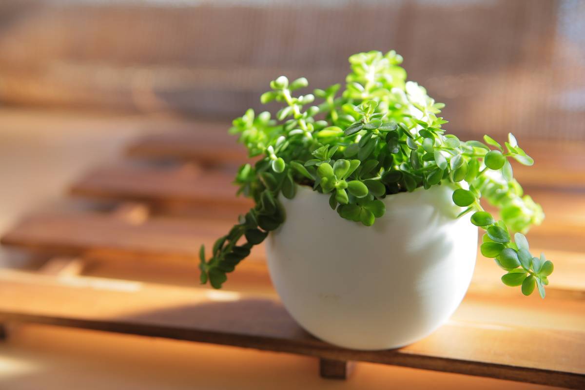 玄関　家庭運　上がる　観葉植物