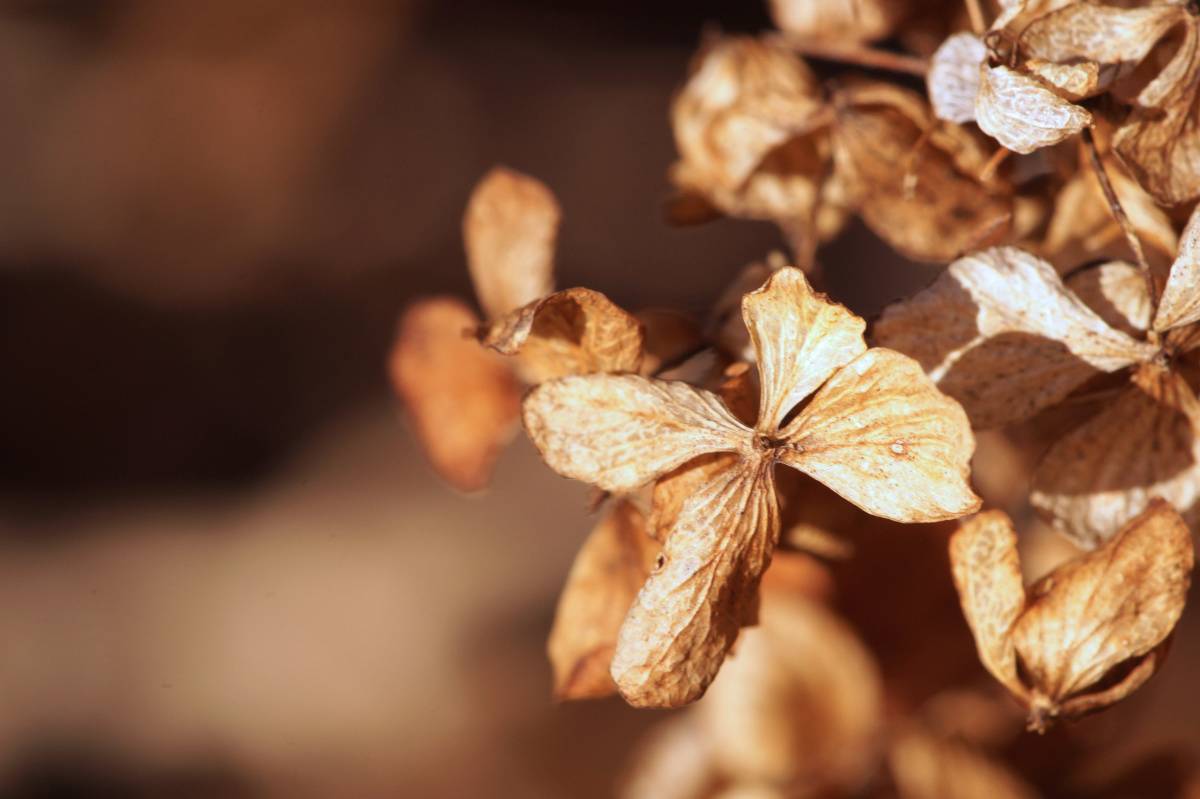 リビング　家庭運　下がる　枯れた植物