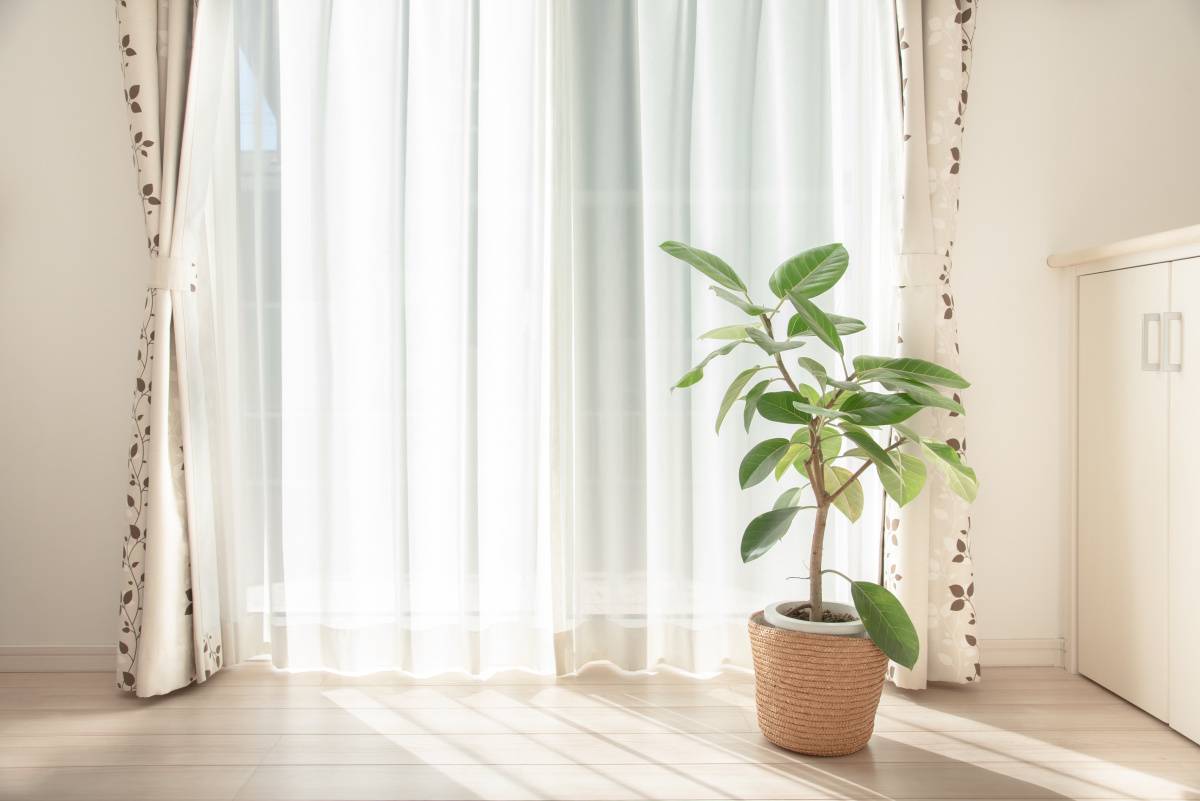 リビング　家庭運　観葉植物　葉が丸い