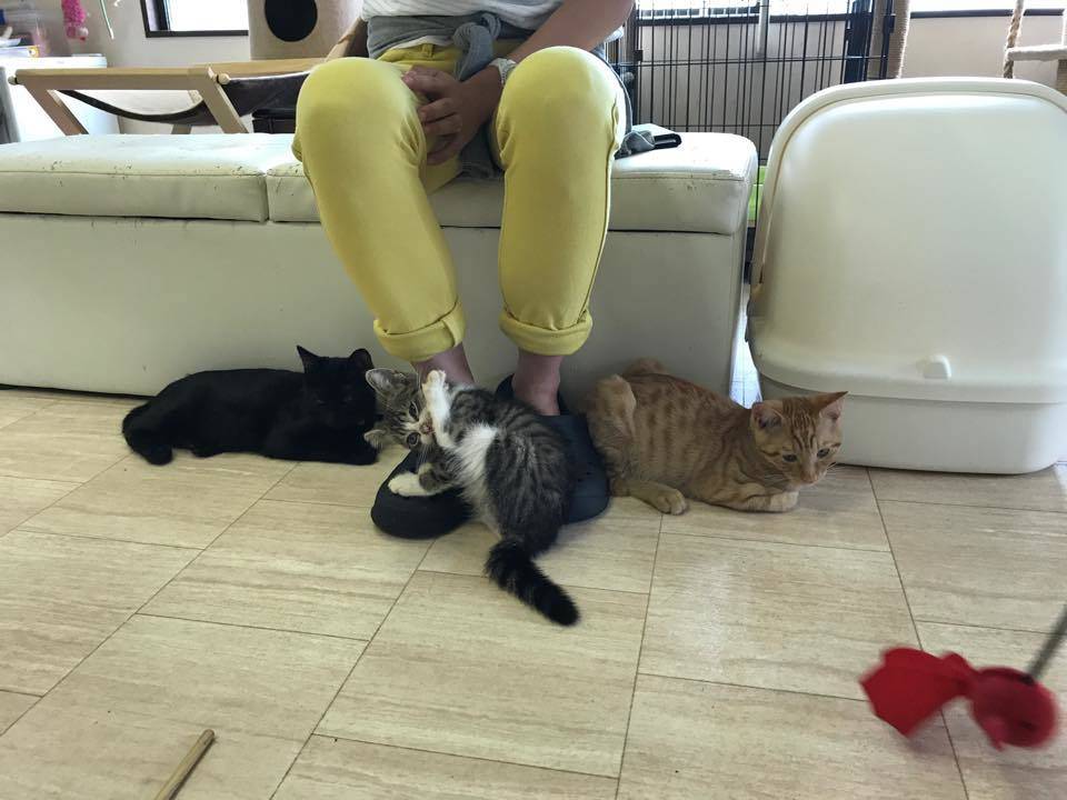 東京編】保護犬カフェおすすめ4選。ふれあいが楽しめる里親カフェ集 