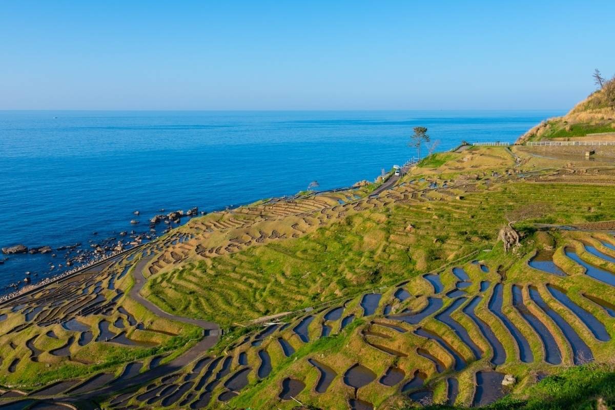 石川県能登市の白米千枚田