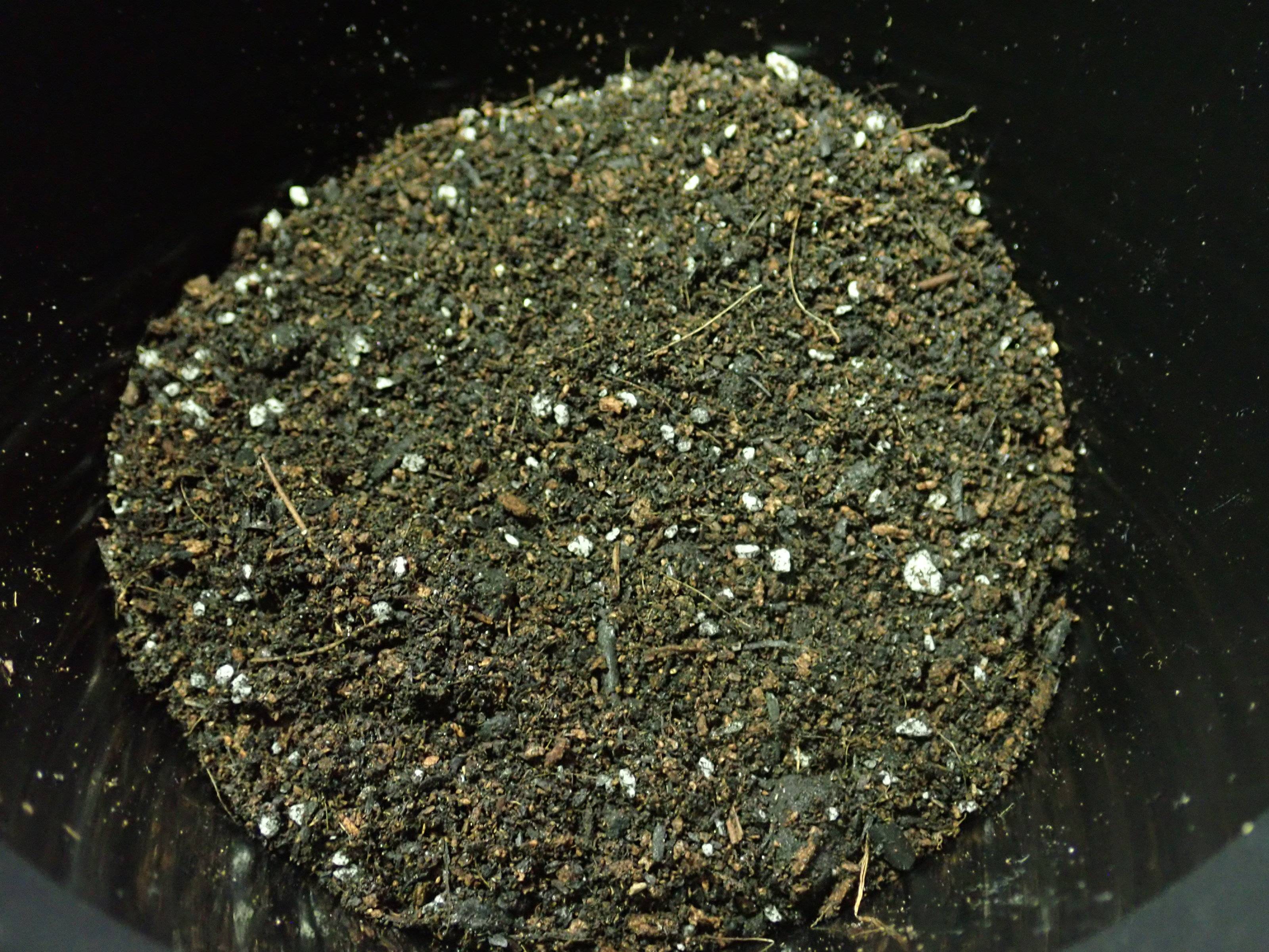 ダイソーの野菜の土