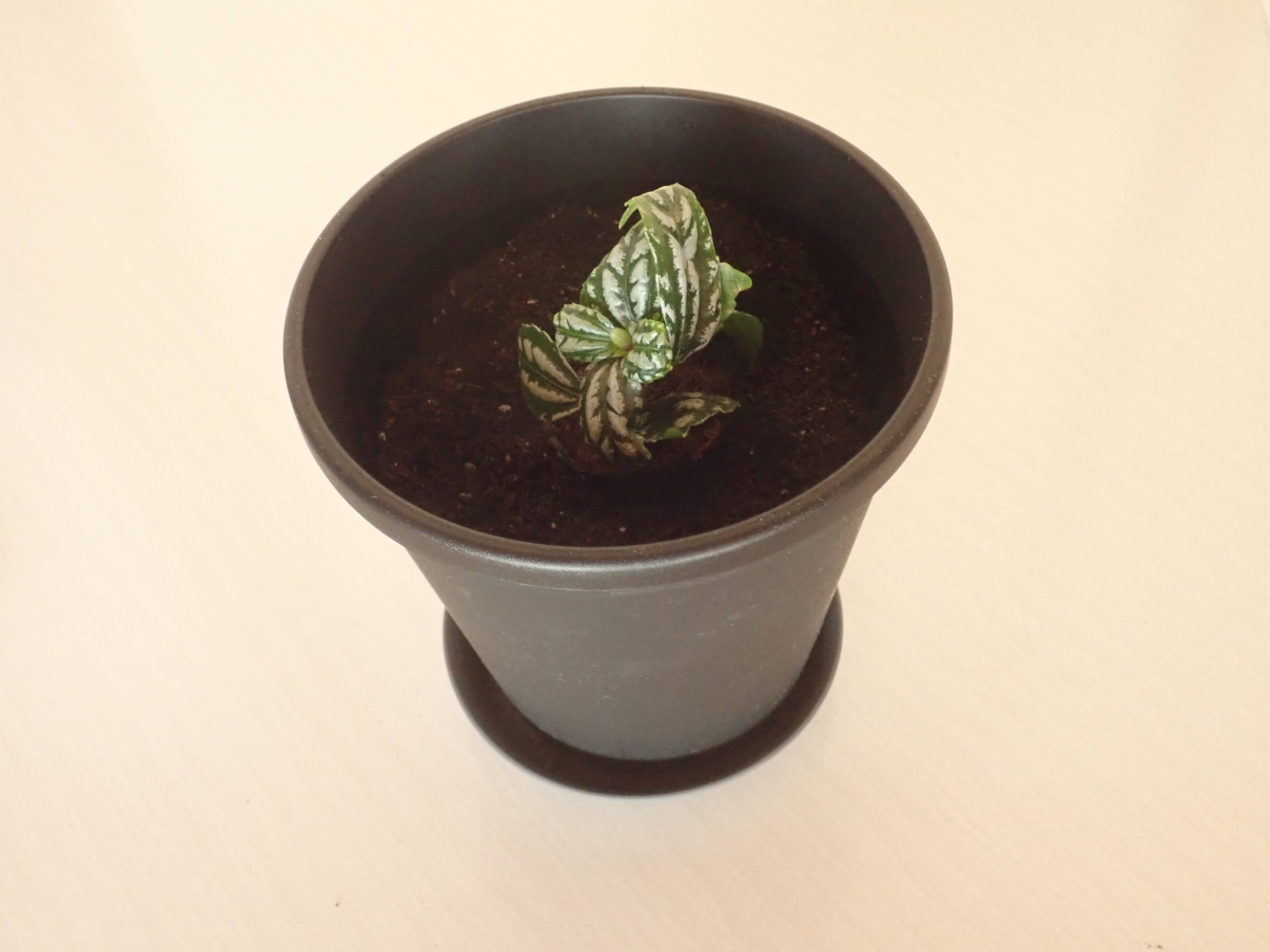 ダイソーのプラ植木鉢(6号、直径17.9cm、ブラック)