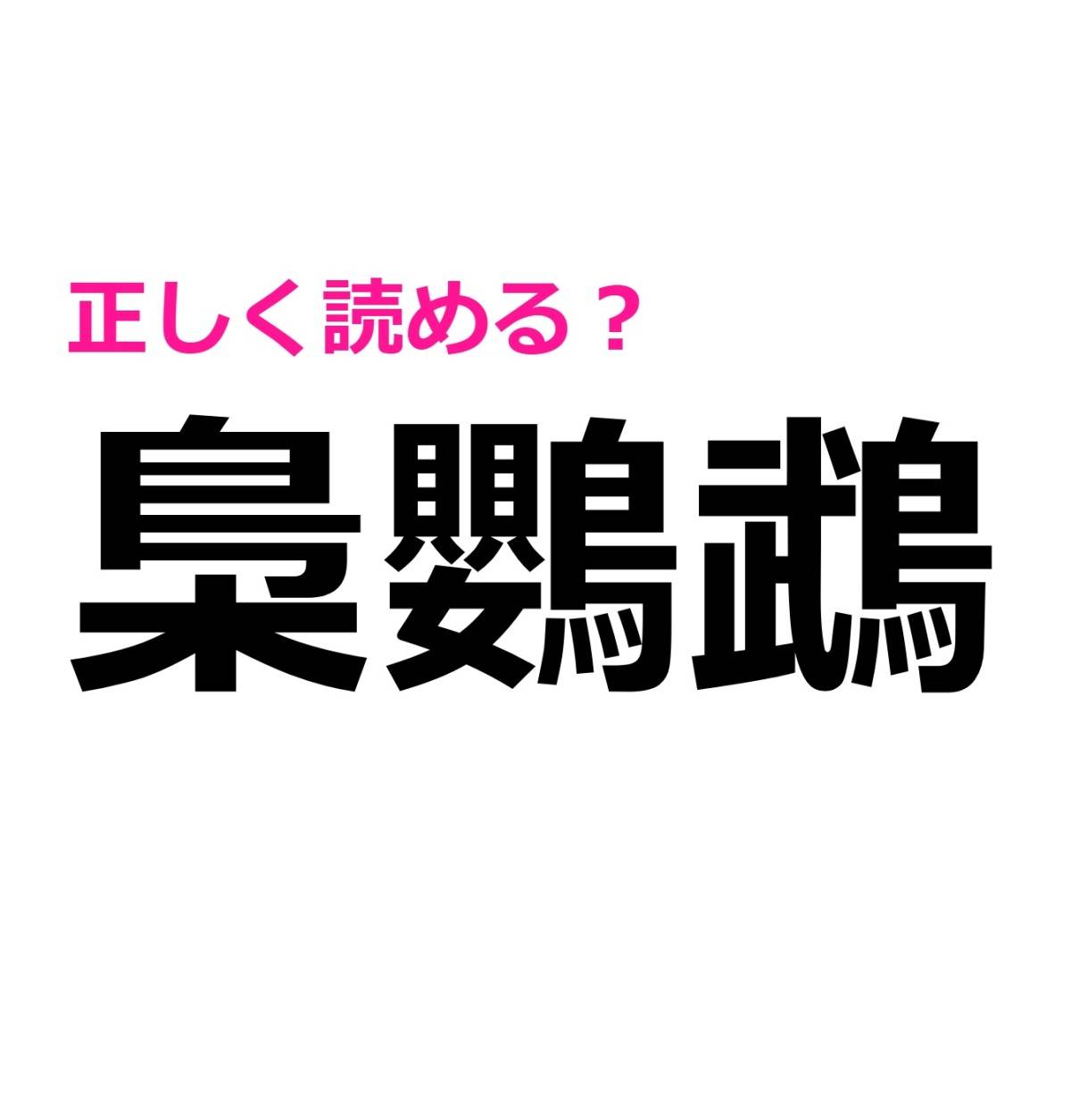 梟鸚鵡